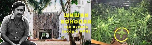 прущие грибы Тутаев